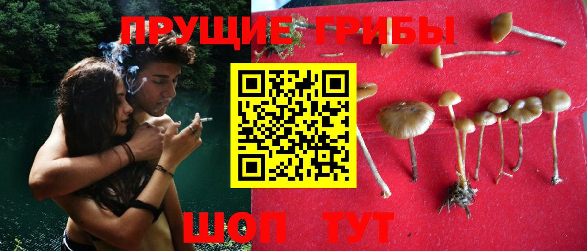 Псилоцибиновые грибы Psilocybine cubensis Светлоград